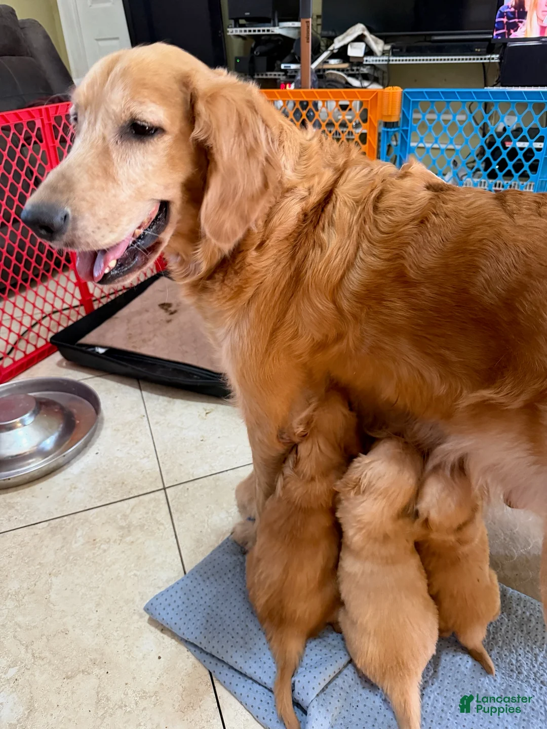 Golden Retriever dogs for sale: Golden Retriever Boy 3 - Ad 2