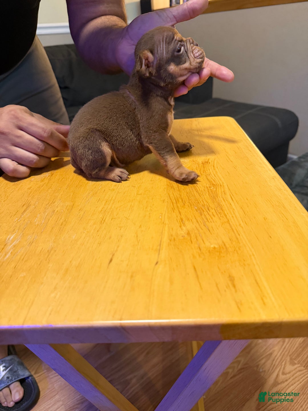 English Bulldog dogs for sale: Aries  - Ad 7