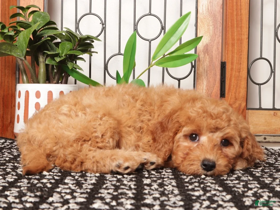 Mini Goldendoodle dogs for sale: Ann Amazing Red Mini Goldendoodle  - Ad 4