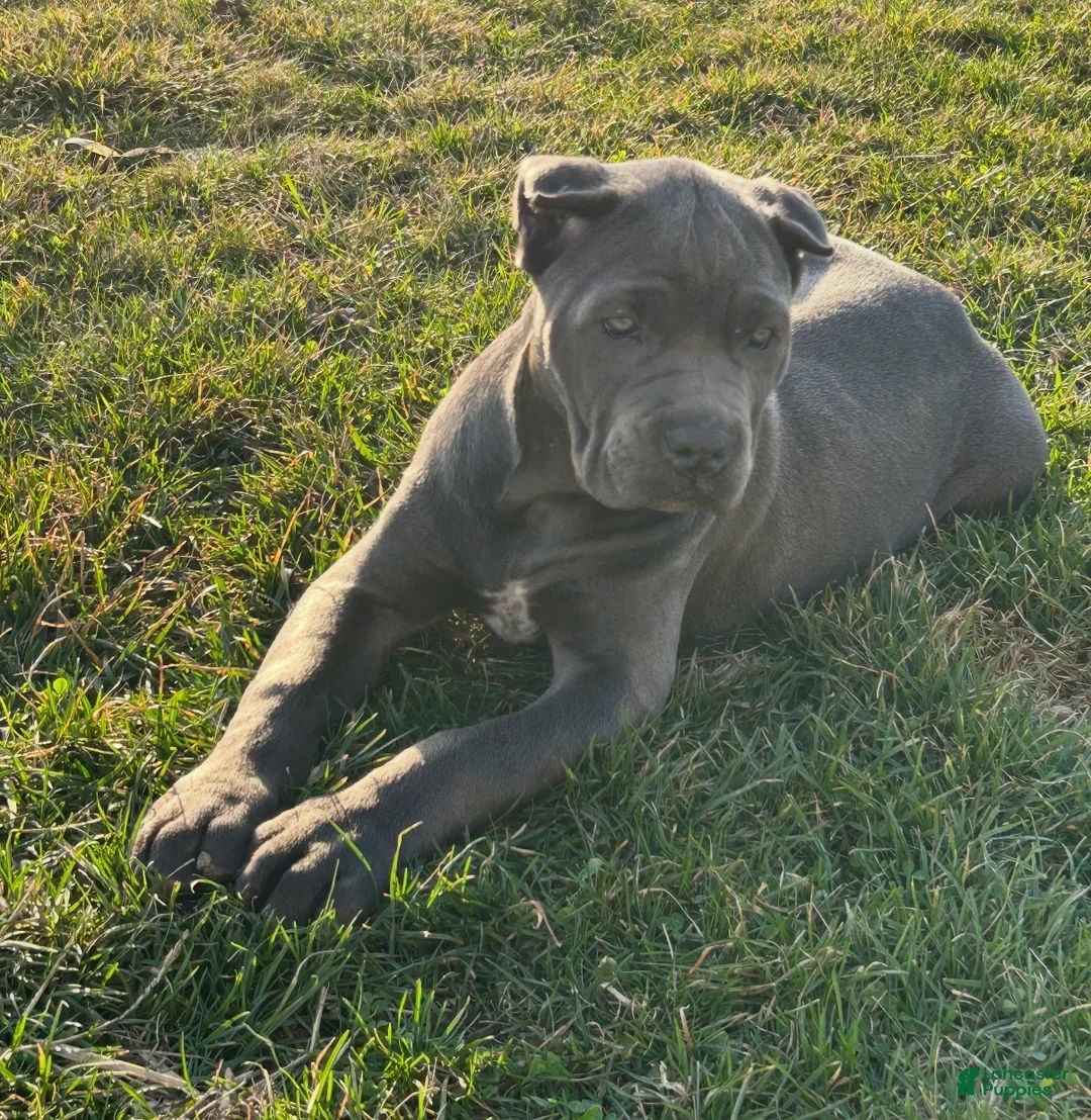 Cane Corso dogs for sale: Karma - Ad 7