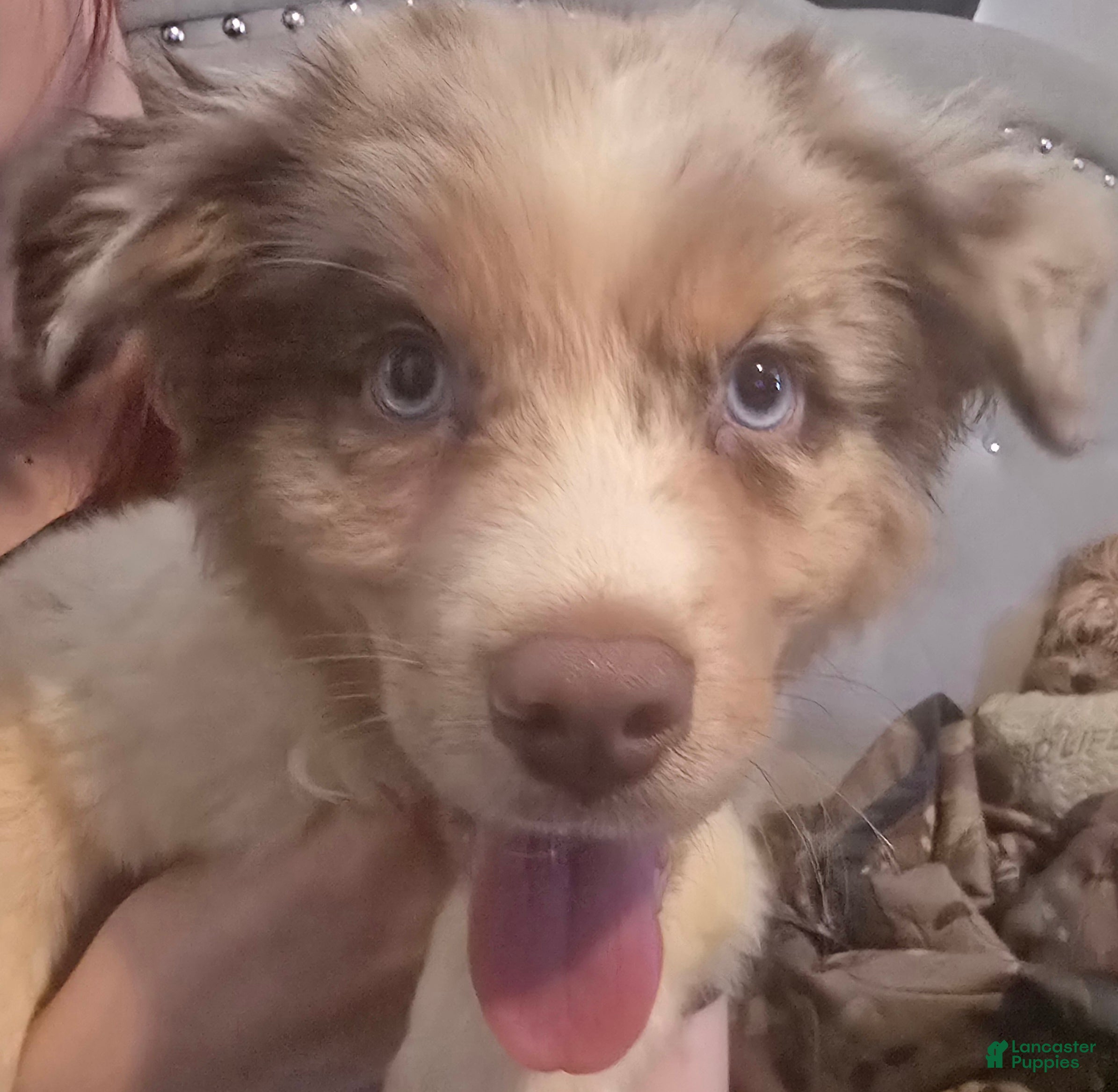 Australian Shepherd dogs Male 2 - Ad 1