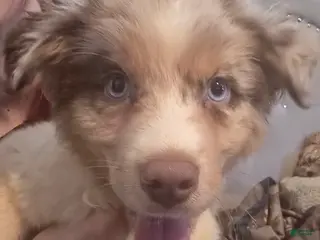 Australian Shepherd dogs Male 2 - Ad 1