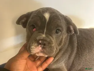 Mixed Breed dogs Mixed Breed Puppy 1 - Ad 15