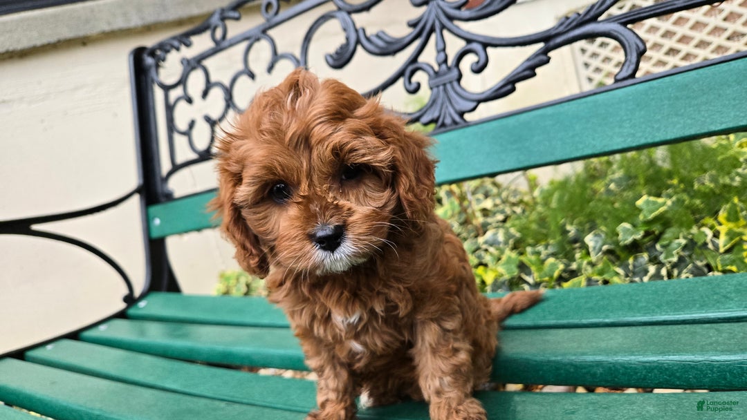 Cavapoo dogs for sale: Jill - Ad 10