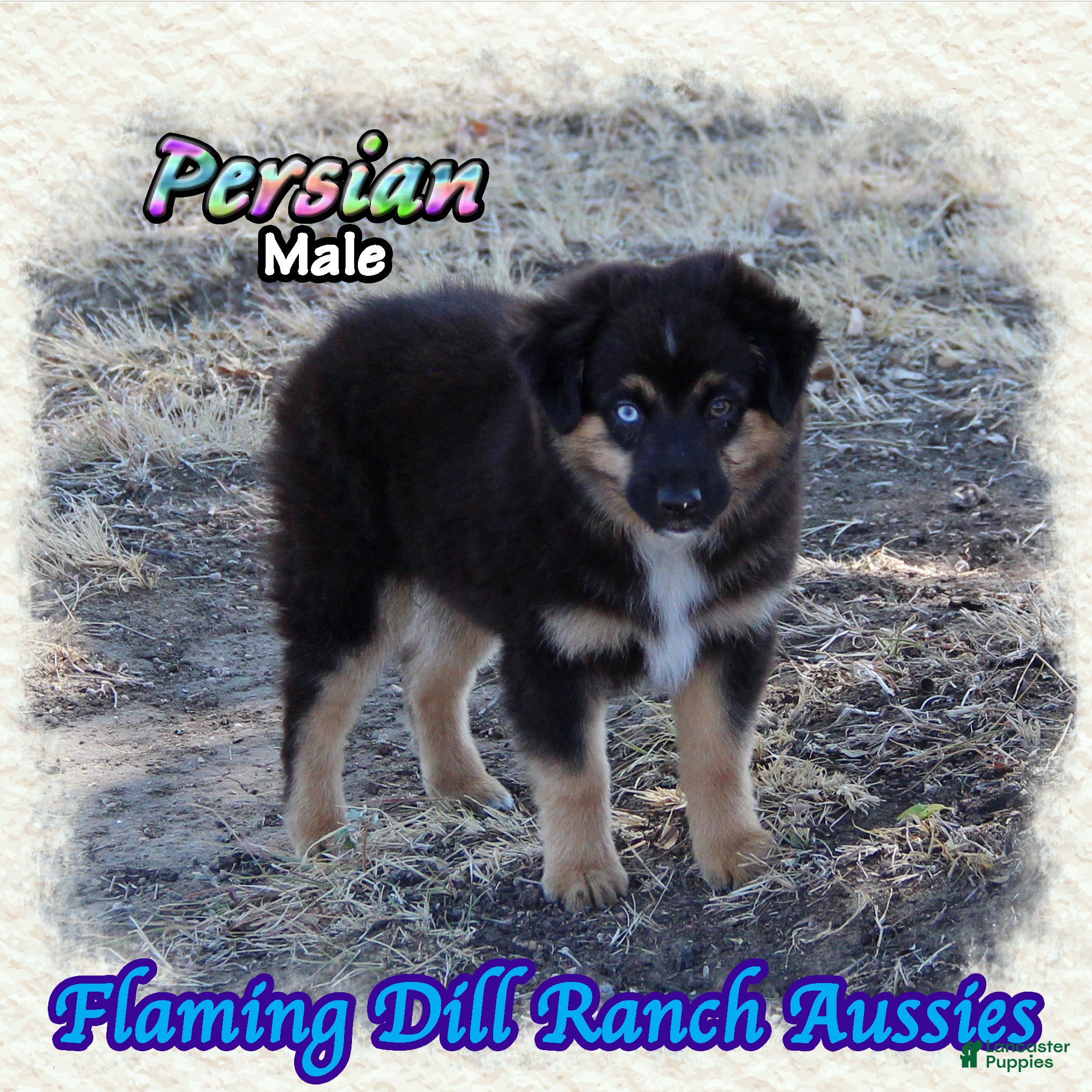 Miniature Australian Shepherd dogs for sale: Persian - Ad 1