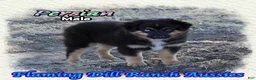 Miniature Australian Shepherd dogs for sale: Persian - Ad 1
