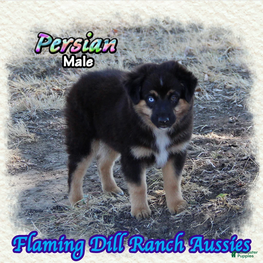 Miniature Australian Shepherd dogs for sale: Persian - Ad 1