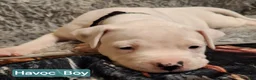 American Bulldog dogs for sale: Havoc  - Ad 2