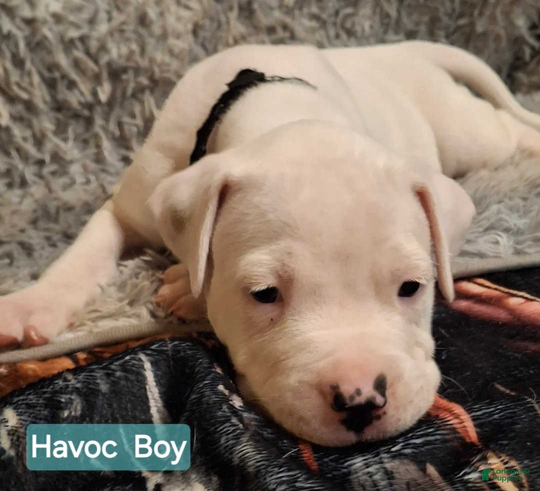American Bulldog dogs for sale: Havoc  - Ad 2