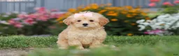 Maltipoo dogs for sale: Haven - Ad 5