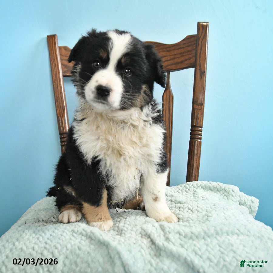 Miniature Australian Shepherd dogs Colt - Ad 1