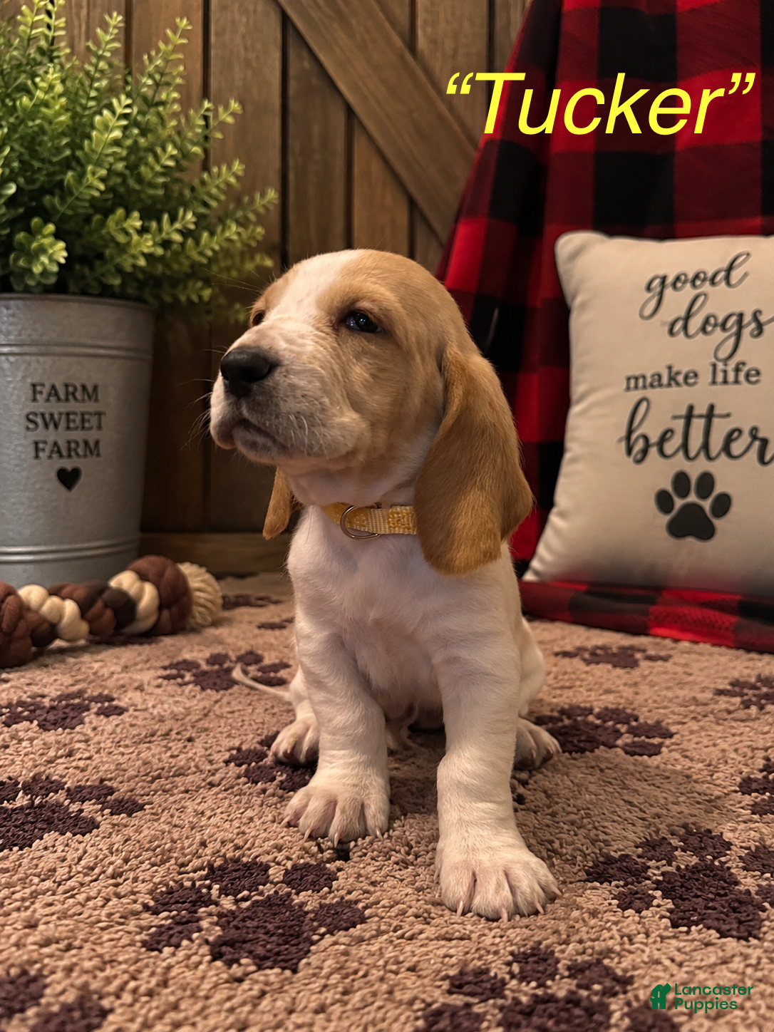 Tucker