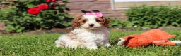 Cockapoo dogs for sale: Ava - Ad 1