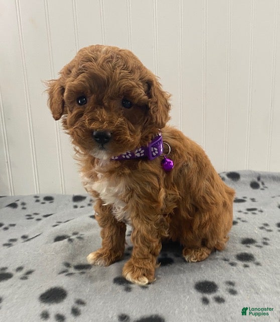 Miniature Poodle dogs Oakley - Ad 1