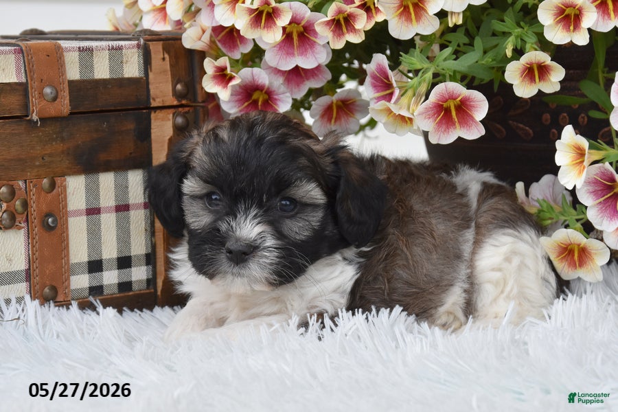 Mixed Breed dogs Zuma - Ad 2