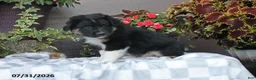 Australian Shepherd dogs for sale: Hunter - Ad 1