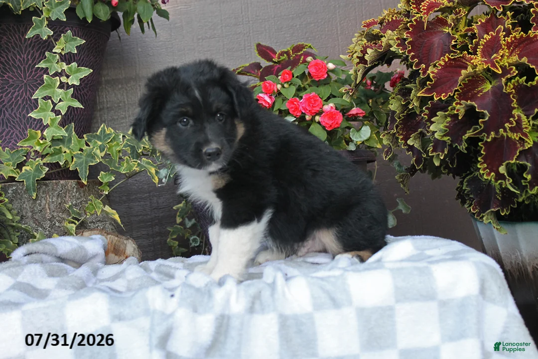 Australian Shepherd dogs for sale: Hunter - Ad 1