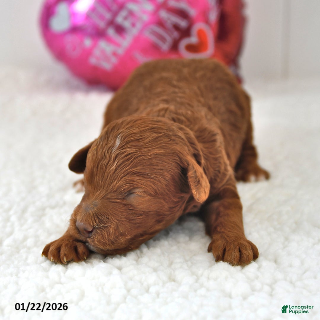 Mini Goldendoodle dogs for sale: Bagel - Ad 3