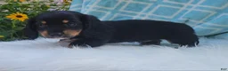 Miniature Dachshund dogs for sale: Venture  - Ad 34