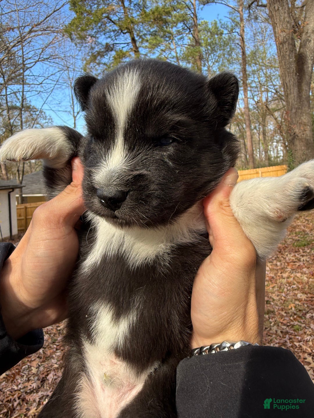 Siberian Husky dogs for sale: Bear - Ad 3