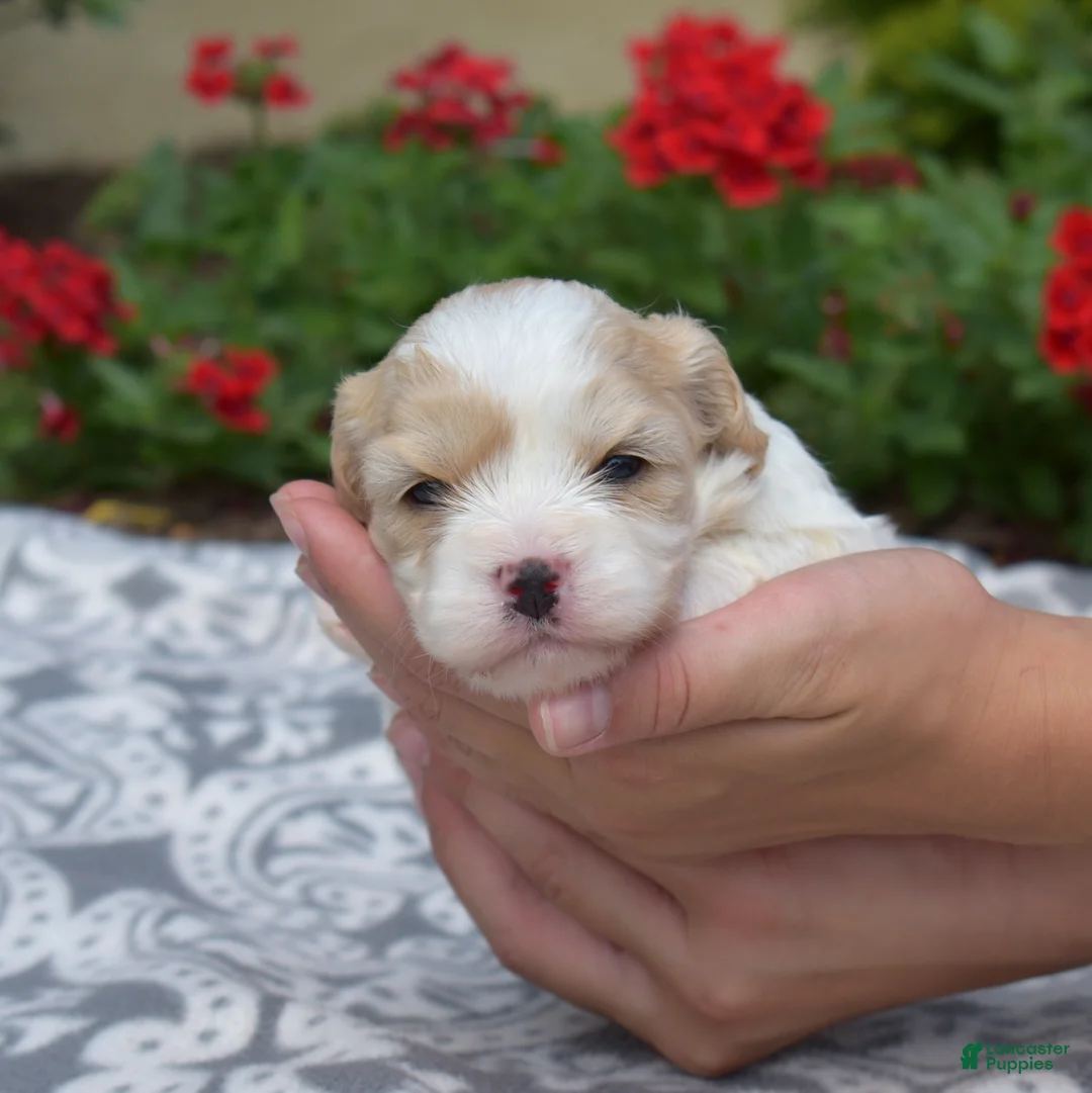 Cavachon dogs for sale: Ember - Ad 1