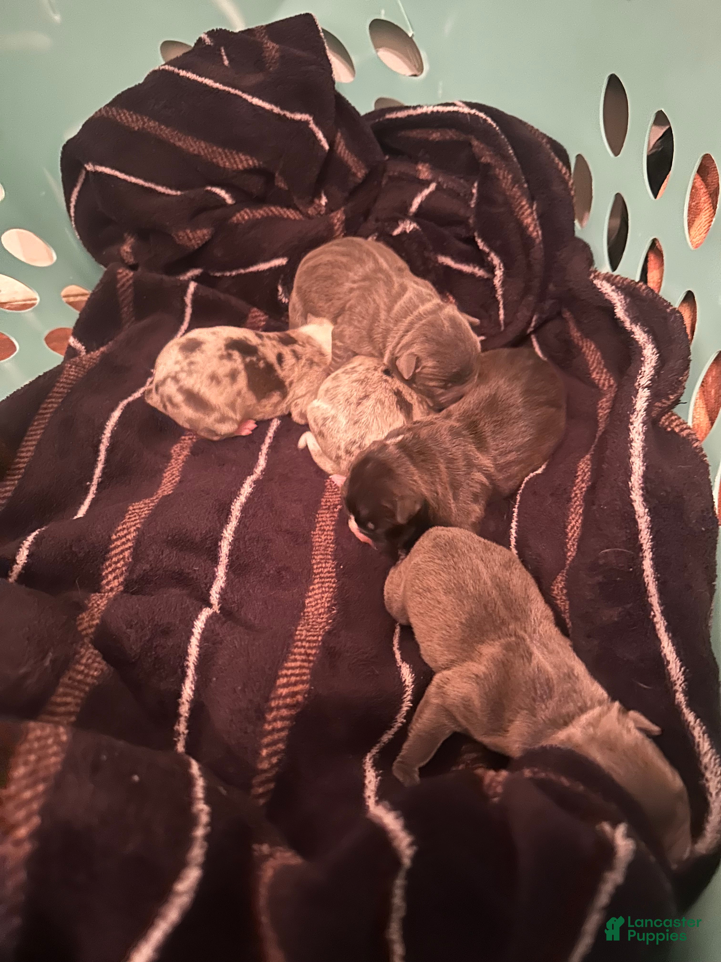 Mixed Breed dogs Mixed Breed Puppy 5 - Ad 14