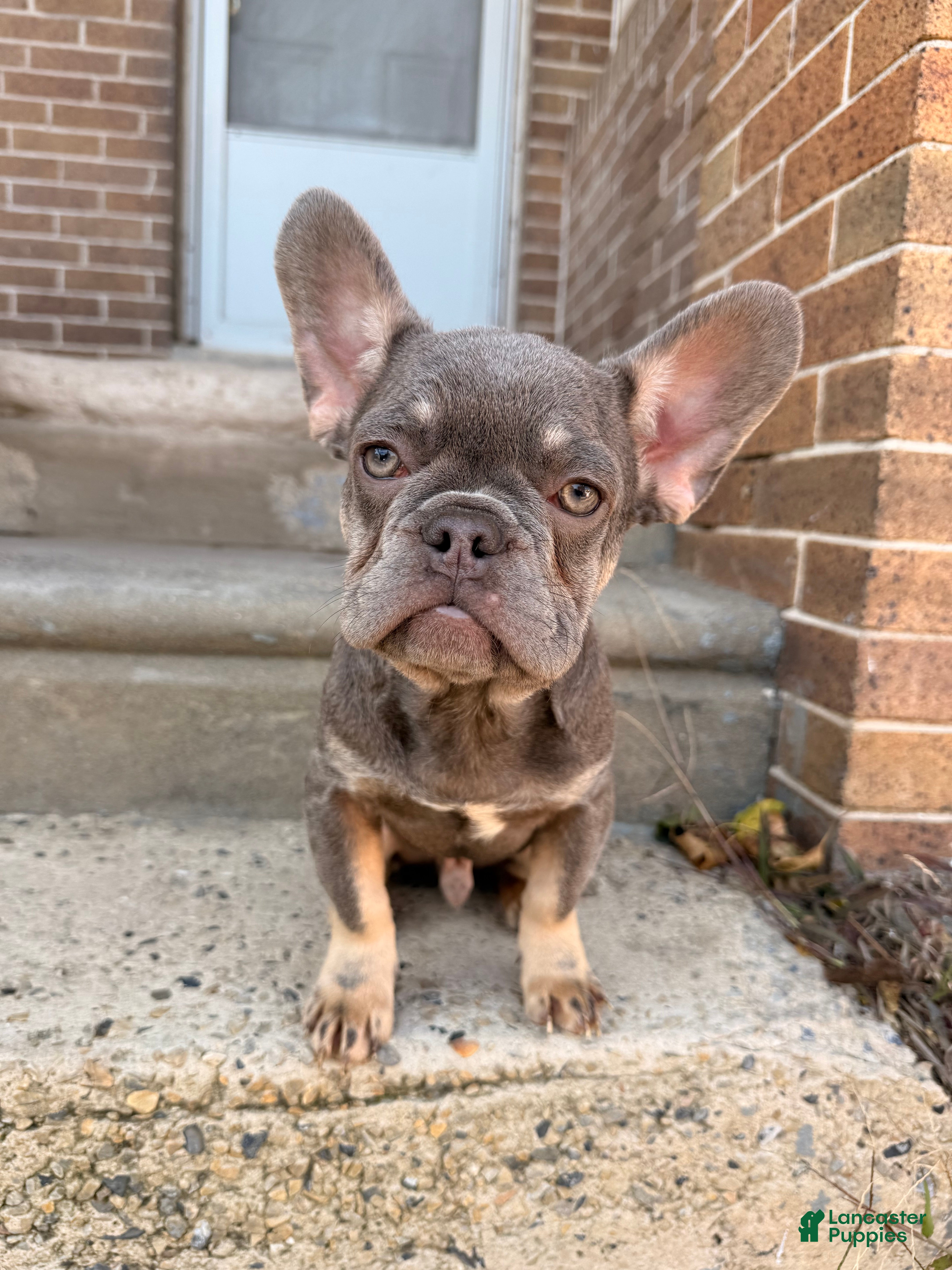 French Bulldog dogs Baby boy 1 - Ad 18
