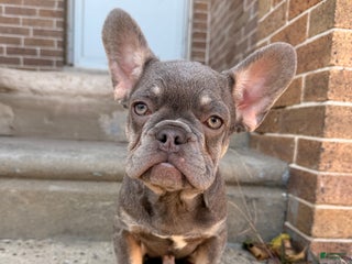 French Bulldog dogs Baby boy 1 - Ad 8