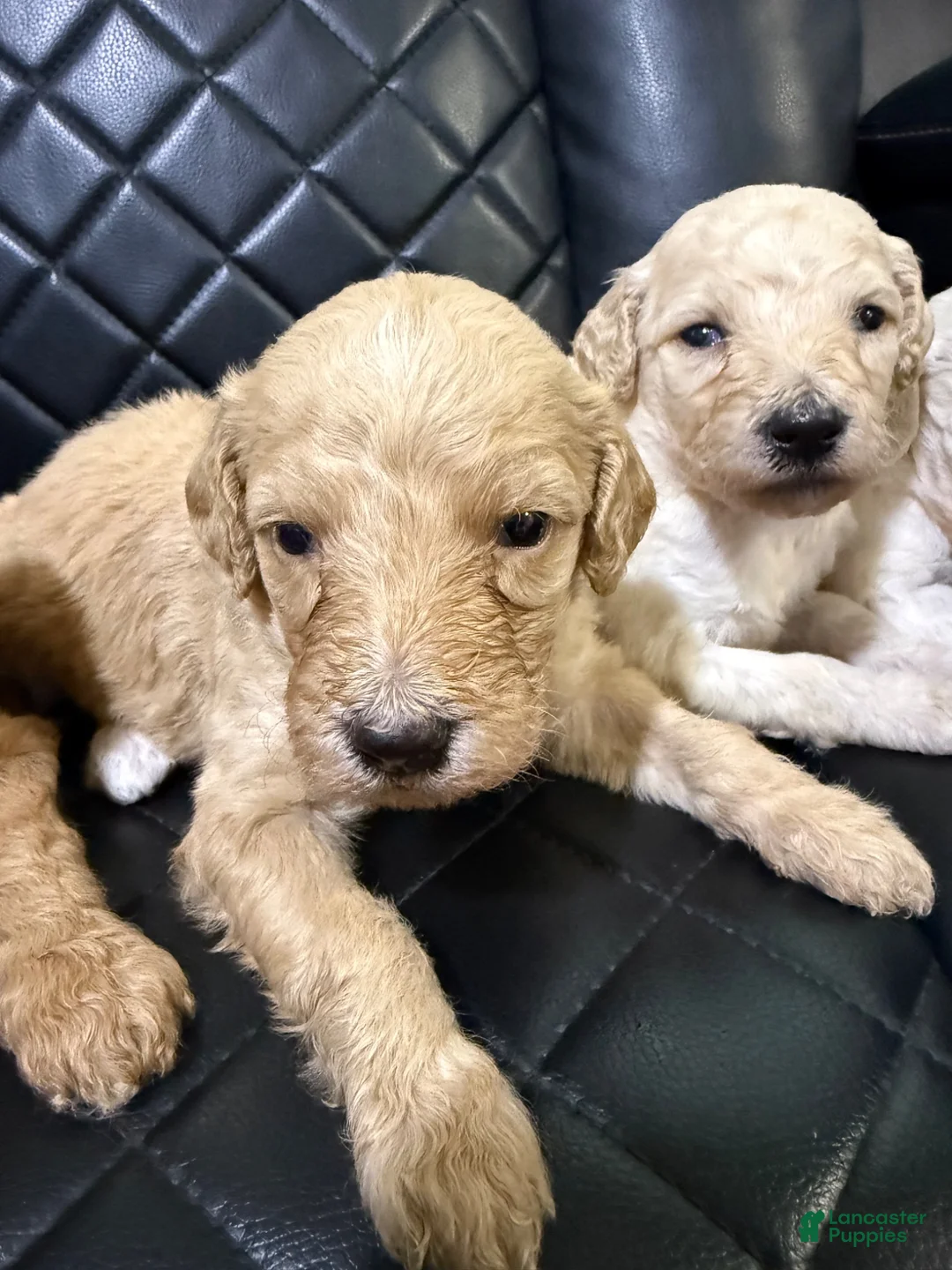 Standard Poodle dogs for sale: Standard Poodle 5 - Ad 1