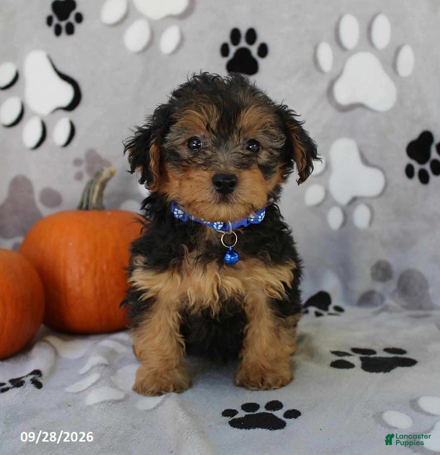 Yorkiepoo dogs Sparky - Ad 1