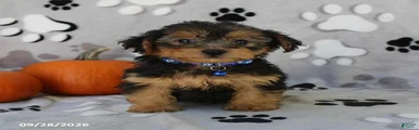 Sparky