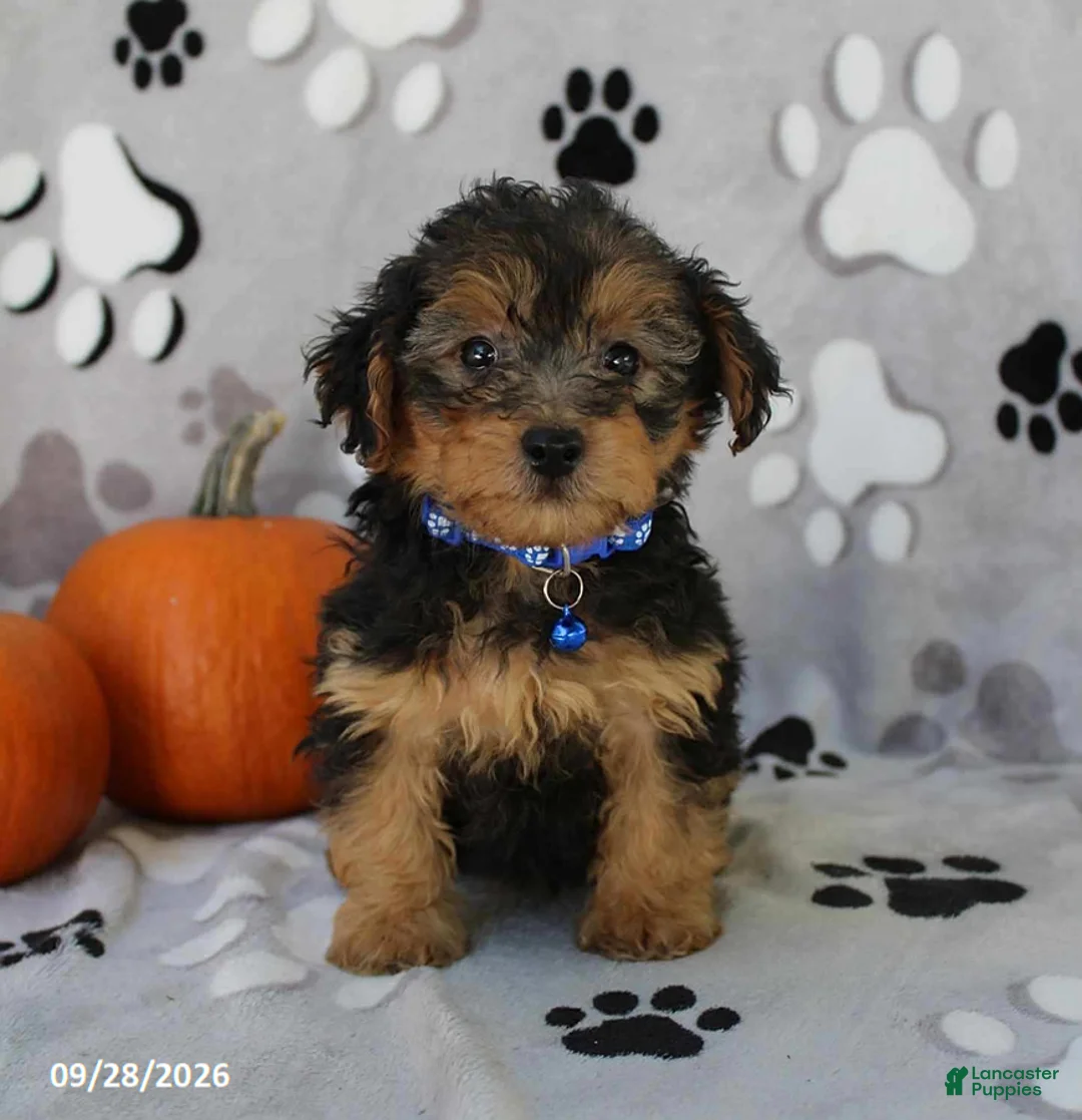 Yorkiepoo dogs for sale: Sparky - Ad 1