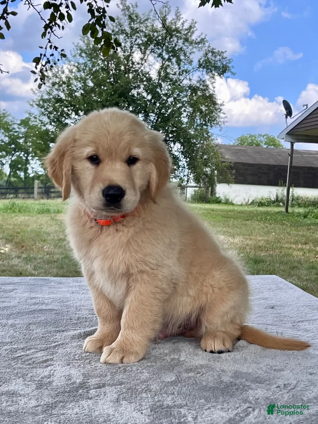 Golden Retriever dogs for sale: Camden - Ad 5