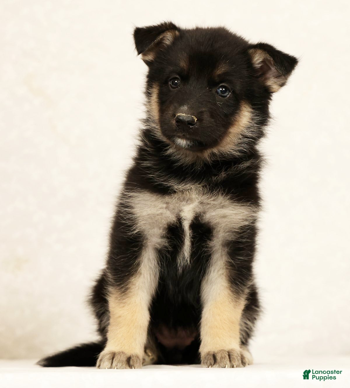 Gerberian Shepsky dogs Darla - Ad 2