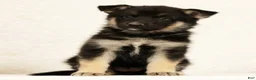 Gerberian Shepsky dogs for sale: Darla - Ad 2
