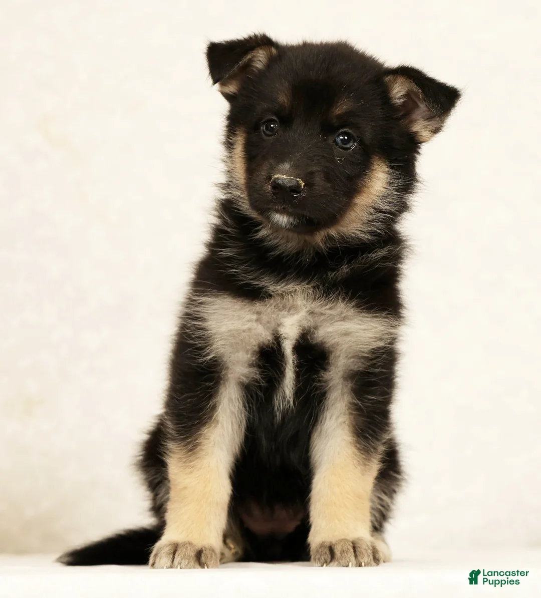 Gerberian Shepsky dogs for sale: Darla - Ad 2
