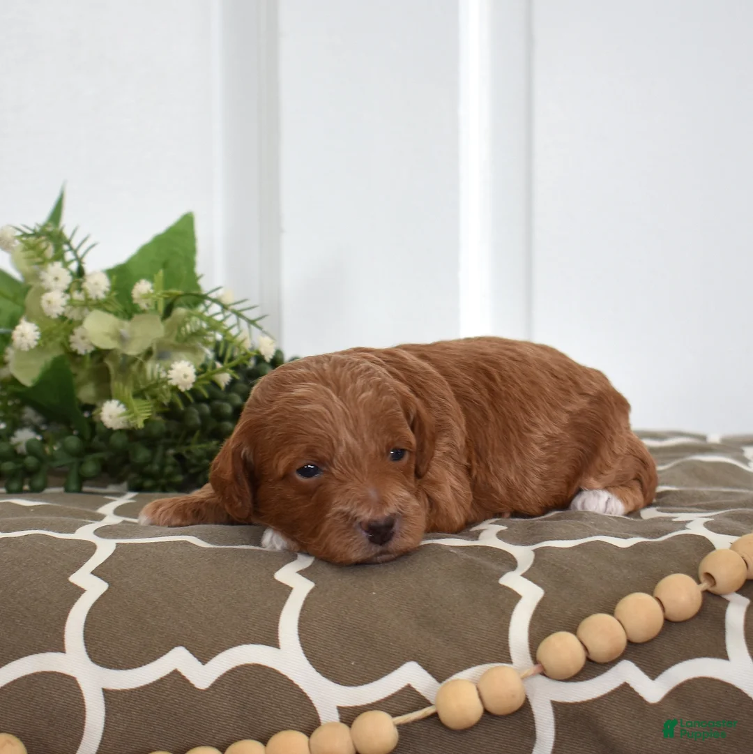 Toy Poodle dogs for sale: Patrick  - Ad 5