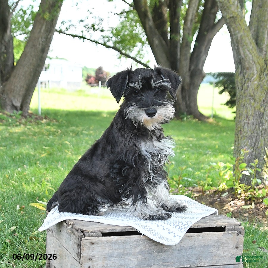 Miniature Schnauzer dogs Hailey - Ad 2