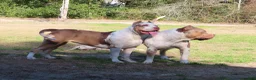 American Bully dogs for sale: American Bully 1 - Ad 8