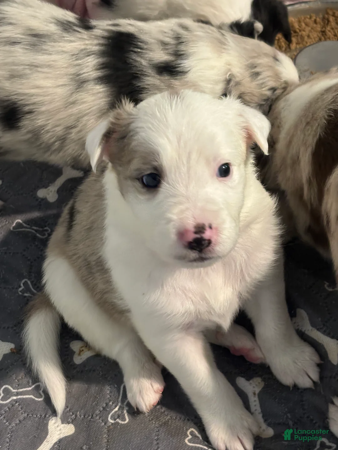 Border Collie dogs for sale: Rowdy - Ad 2
