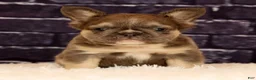 French Bulldog dogs for sale: Biscuit - Ad 6