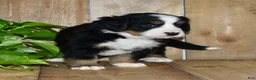 Bernese Mountain Dog dogs for sale: Remy - Ad 2