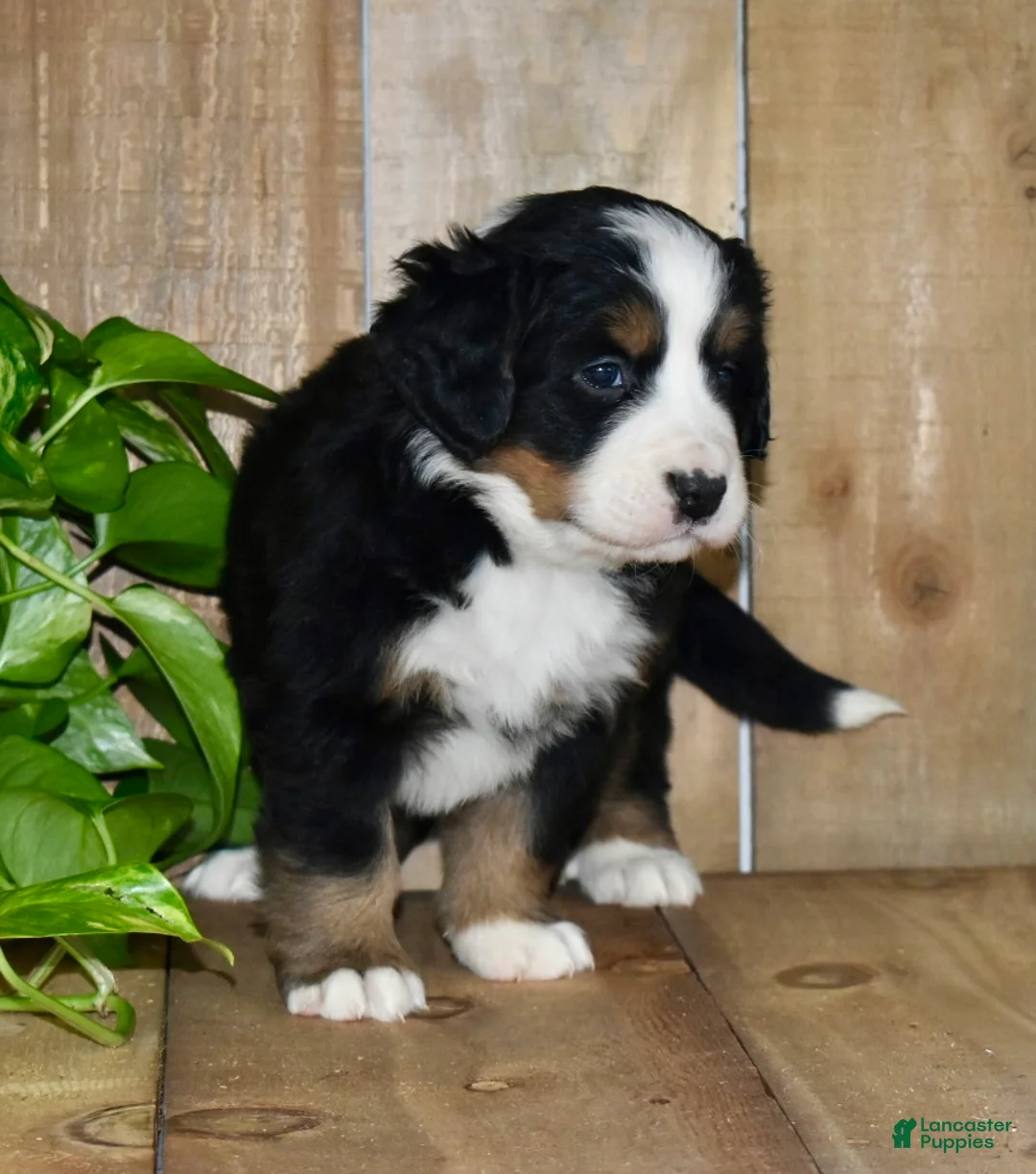 Bernese Mountain Dog dogs for sale: Remy - Ad 2