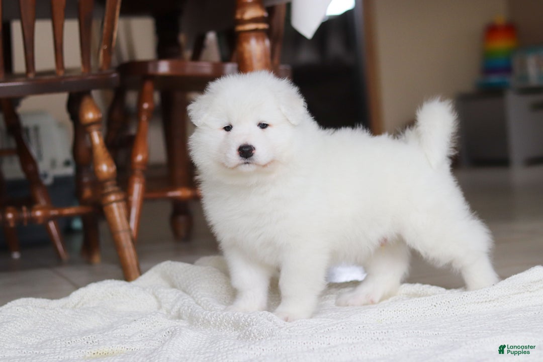 Samoyed dogs for sale: Hank - Ad 12