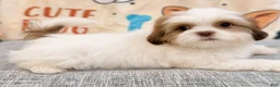 Shih Tzu dogs for sale: Tray - Ad 1