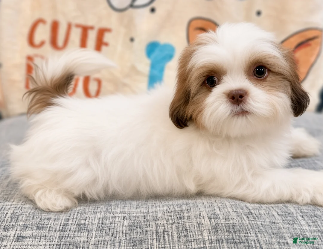 Shih Tzu dogs for sale: Tray - Ad 1
