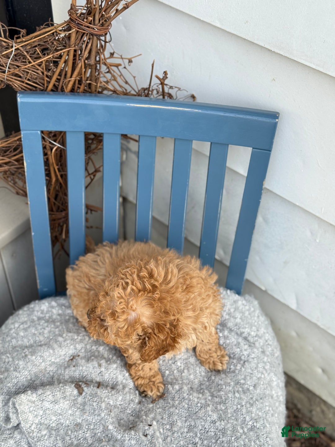 Toy Poodle dogs for sale: Oaks - Ad 8