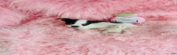 Chihuahua dogs for sale: Teacup Chihuahua Hand Delivery - Ad 4