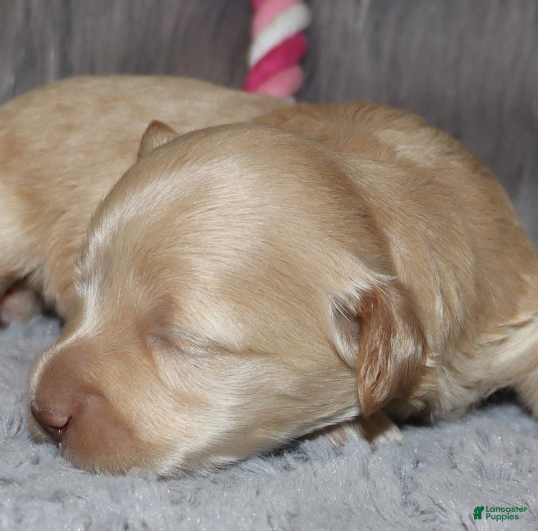 Havapoo dogs for sale: Angie👨‍👨‍👦‍👦💞🐕Miniature - Ad 12