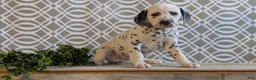Dalmatian dogs for sale: Alex - Ad 8